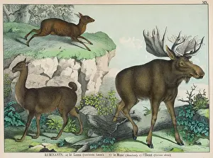 Musk: Llama, Musk Deer and Elk