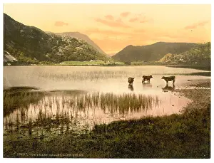 Gwynant: Llyn Dinas (cattle study), Gwynant Valley, Wales