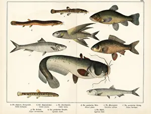 Wels: Loach, flyingfish, herring, anchovy, carp, etc