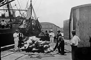 Brisbane: Loading beef for export, Brisbane, Australia, early 1900s