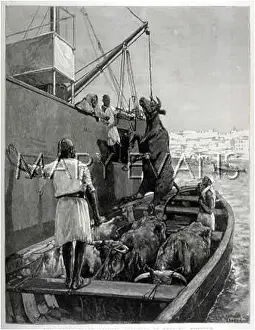 Bullocks: LOADING BULLOCKS