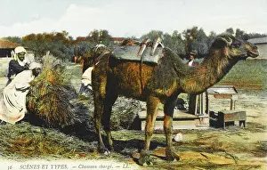 Correctly: Loading up a camel - Algeria
