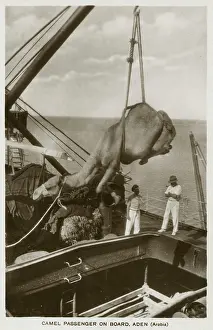 Manoeuvring: Loading a Camel onto a ship at Aden, Yemen
