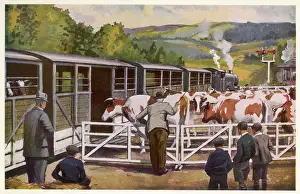 Loading Cattle