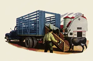 Taxis: Loading Cow on Truck