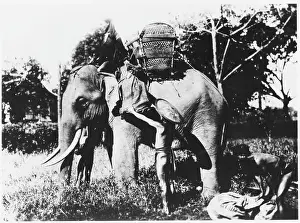 Unspecified: LOADING MAIL ELEPHANTS