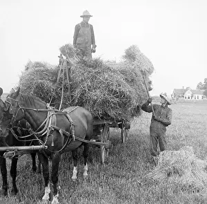 Oats: Loading oats Illinois USA early 1900s