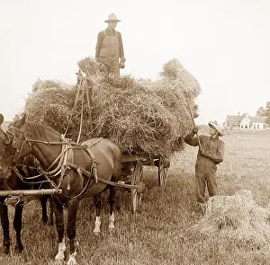 Oats: Loading oats Illinois USA early 1900s