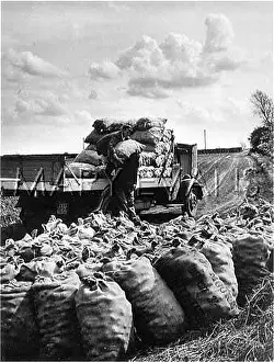 Spuds: LOADING SACKS OF SPUDS