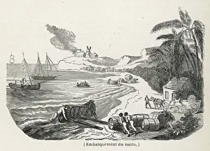Exportation: Loading Sugar For Export