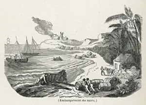 Exportation: Loading Sugar For Export
