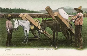 Timbers: Loading timber-carrying Mules - Mexico