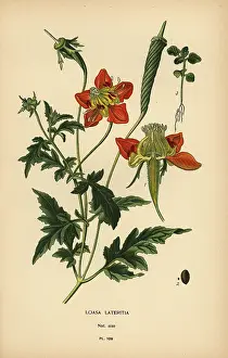 Lindleys: Loasa lateritia