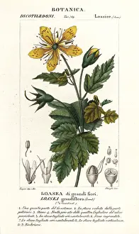 Coignet: Loasea grandiflora