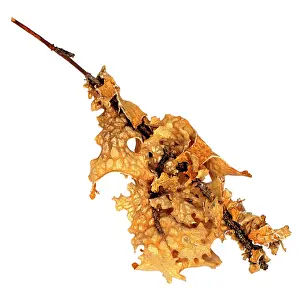 Bacteria: Lobaria pulmonaria, lichen