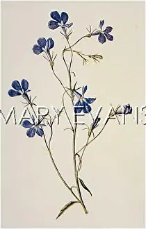 Lobelia: LOBELIA/BLUE