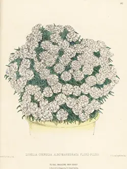 L. Reeve: Lobelia caerulea in plant pot