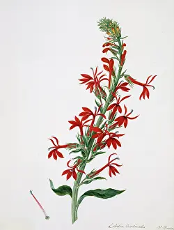 Cardinalis: Lobelia cardinalis, cardinal flower
