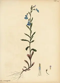 Francis Masson: Lobelia coronopifolia