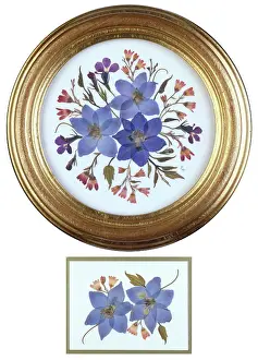 Pressed: Lobelia, Larkspur and Heuchera