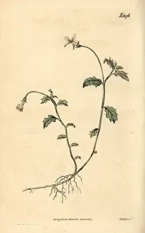 Purpurascens: Lobelia purpurascens