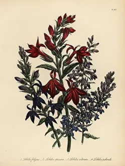 Downy: Lobelia species