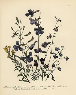 Humphreys: Lobelia species
