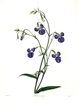 Maund: Lobelia tenuior