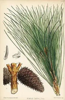 Oldfield: Loblolly pine, Pinus taeda