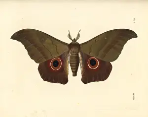 Saturnia: Lobobunaea phaedusa moth