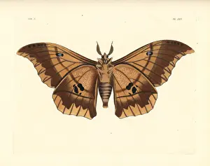 Saturnia: Lobobunaea phaedusa moth