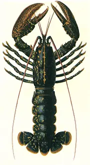 Lobster: Lobster
