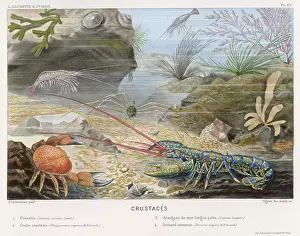 Feelers: LOBSTER, CRAB & FRIENDS