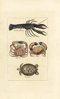 Barrs Buffon: Lobster, crabs and turtle