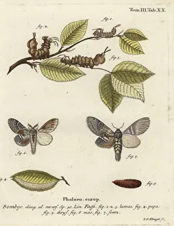 Klinger: Lobster moth, Stauropus fagi