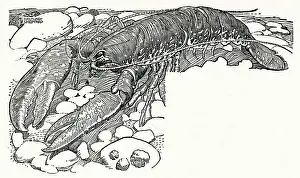 Shellfish: Lobster in a rock pool