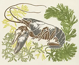 Lobsters: Lobster and seaweed