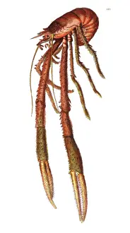 Clawed: Lobster - Shellfish - Seafood - Nature Claw