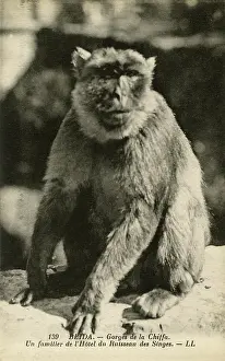 Blida: A local of the Hotel, Monkey Creek, Chiffa Gorge