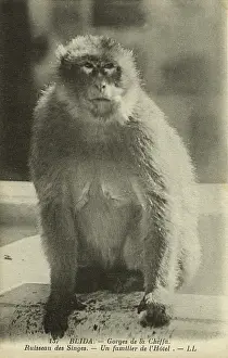 Blida: A local of the Hotel, Monkey Creek, Chiffa Gorge
