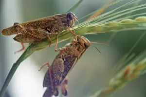 Locust: Locust, 1988