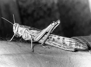 Locusts: LOCUST ON AN ARM
