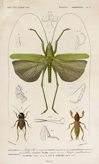 Locusts: LOCUST (COLOUR PRINT)