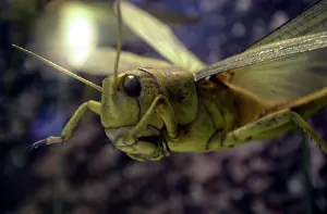 Grasshopper: Locust model