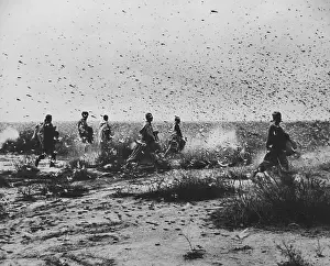 Swarm: Locust Swarm
