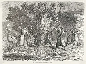 Locusts: LOCUST SWARM IN SYRIA