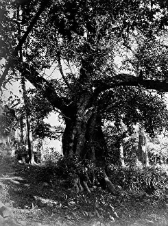 Grasshopper: Locust Tree, Tenerife 1873