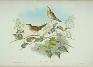 Grasshopper: Locustella naevia, grasshopper warbler
