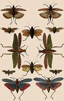 Grasshoppers: Locusts and Grasshoppers