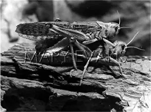 Locusts: LOCUSTS MATING